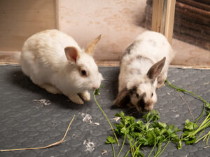 Foto von Nala und Nina