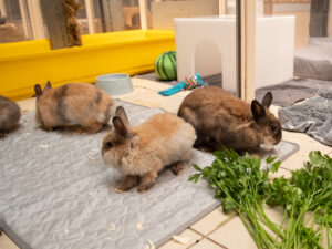Foto von Kyoko, Masako, Hinata, Marvis, Honcka, Sakora