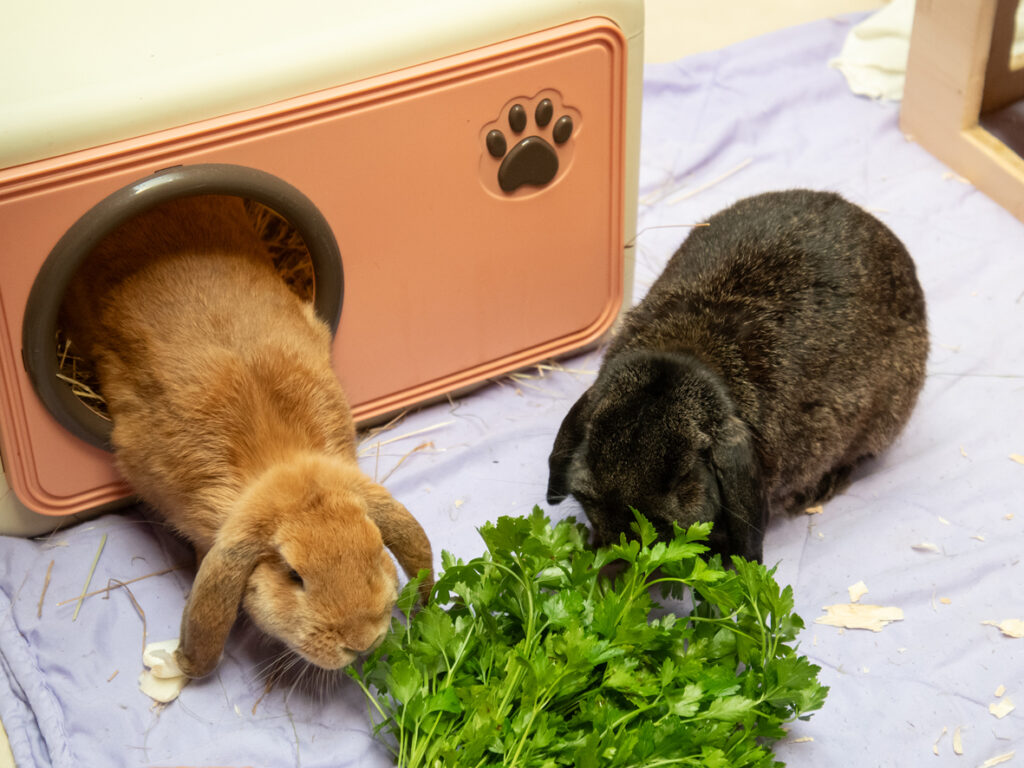 Foto von Ginny und Gimli