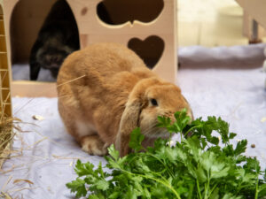 Foto von Ginny und Gimli