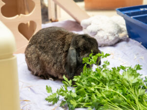 Foto von Ginny und Gimli