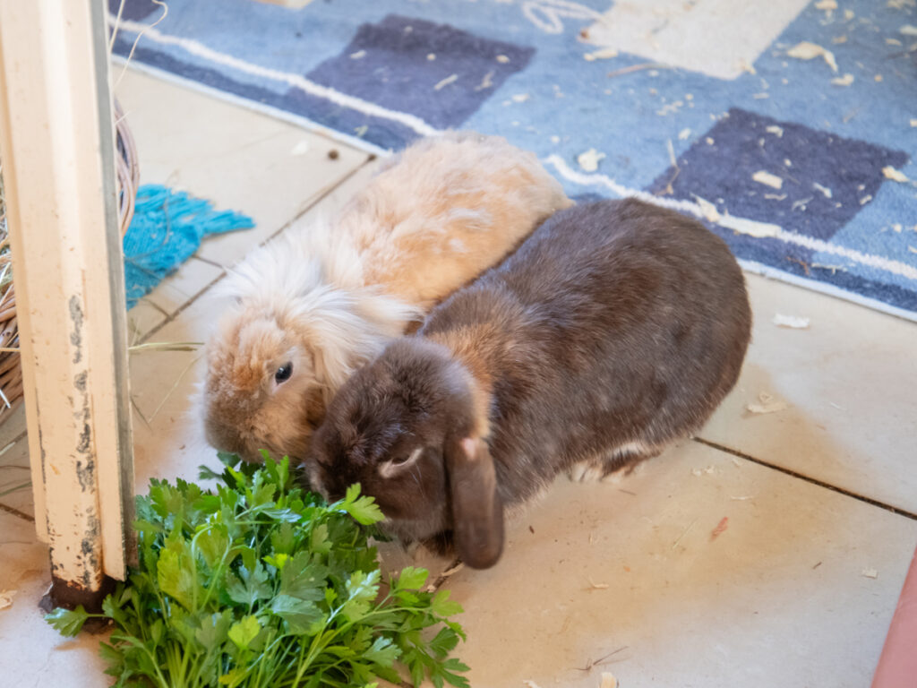 Foto von Cookie, Mokka und Luminara