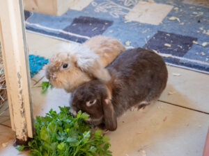 Foto von Cookie, Mokka und Luminara