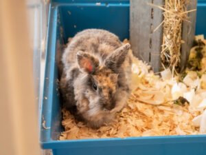 Foto von Cookie, Mokka und Luminara