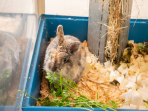 Foto von Cookie, Mokka und Luminara