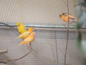 Foto von Einige Kanarienvögel suchen ein Zuhause!!
