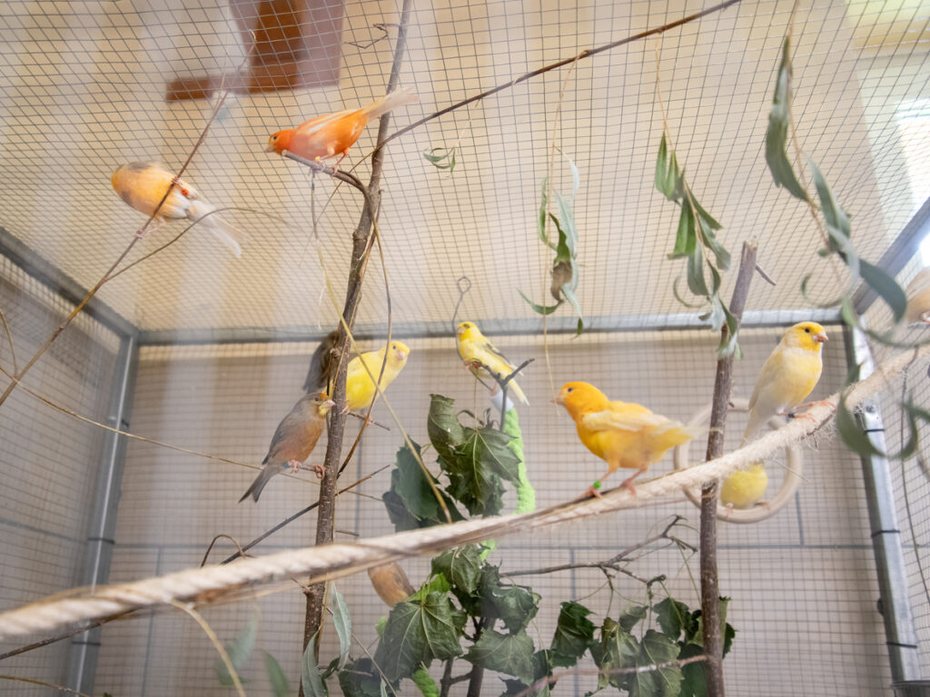 Foto von Einige Kanarienvögel suchen ein Zuhause!!