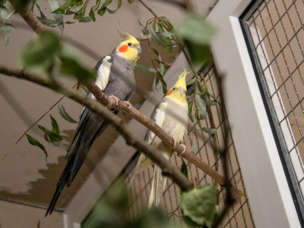 Foto von Nymphensittiche