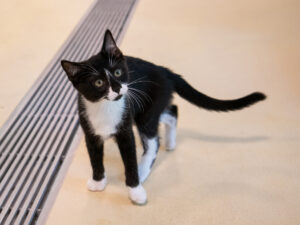 Foto von Katzenkinder