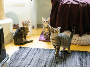 Foto von Katzenkinder
