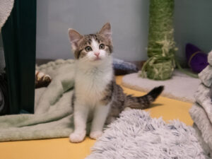 Foto von Katzenkinder