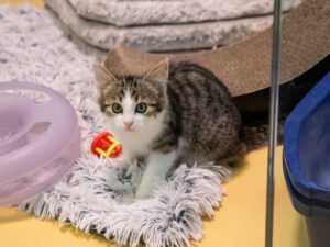 Foto von Katzenkinder