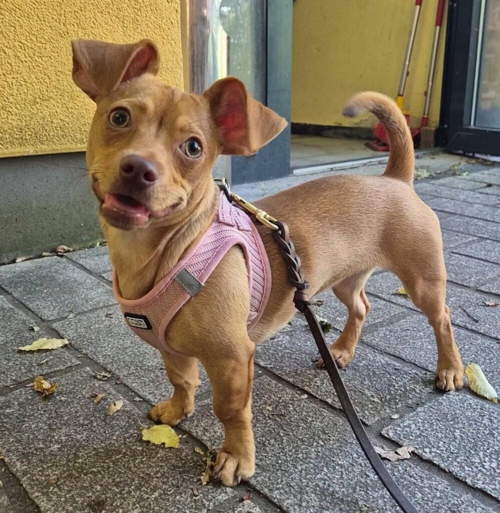 Foto von Bella