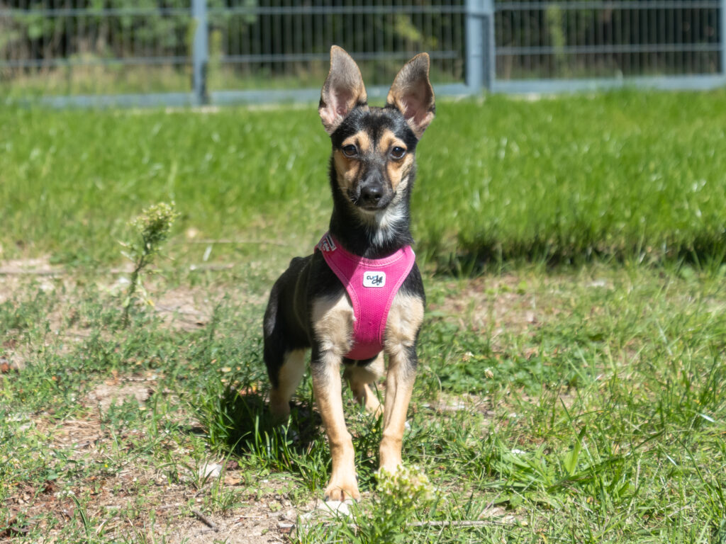 Foto von Inka