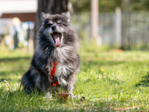 Foto von Lucky