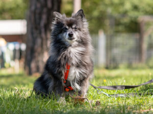 Foto von Lucky