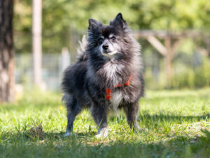 Foto von Lucky