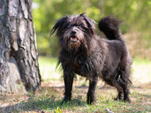 Foto von Balou