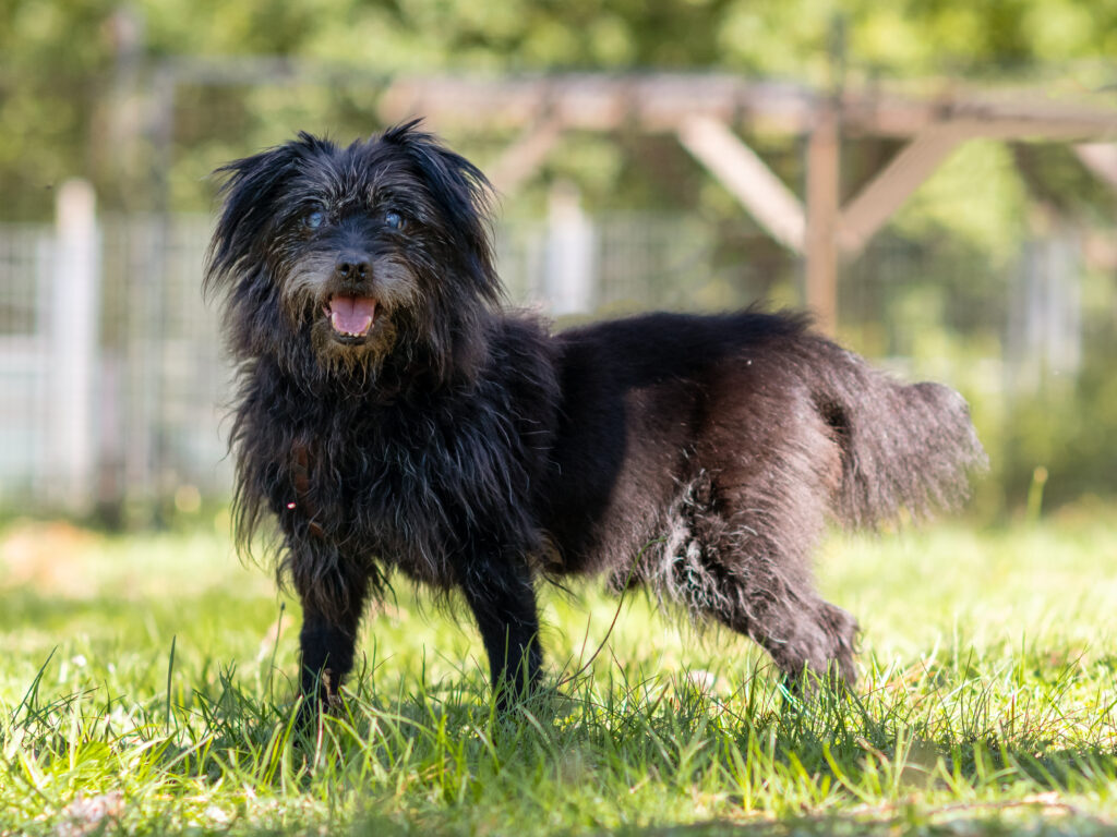Foto von Balou