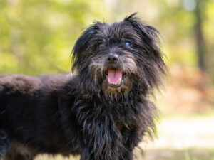 Foto von Balou