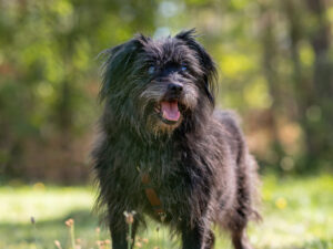 Foto von Balou