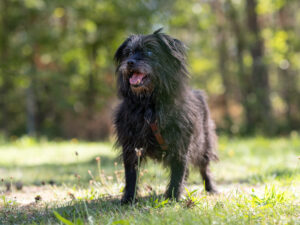 Foto von Balou
