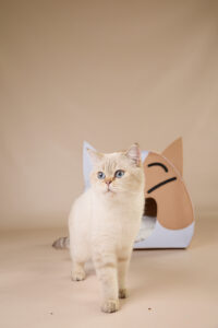 Foto von Nougat und Tessa