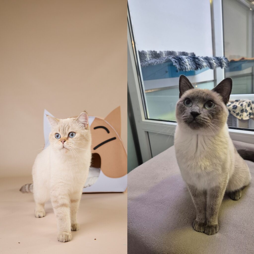 Foto von Nougat und Tessa