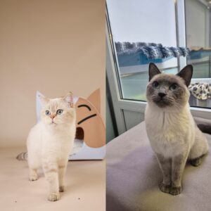 Foto von Nougat und Tessa
