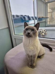 Foto von Nougat und Tessa