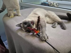 Foto von Nougat und Tessa
