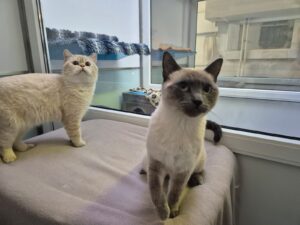 Foto von Nougat und Tessa